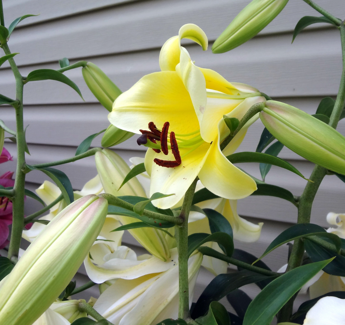 Tree Lily " Conca D'or " 1 Bulb