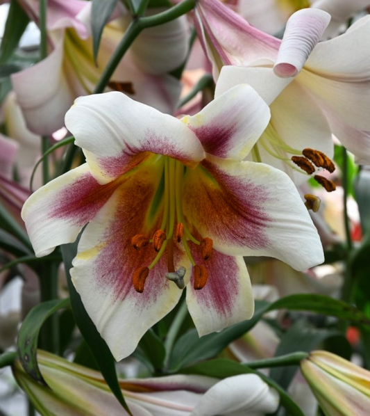 Tree Lily " Passion Moon " 1 Bulb