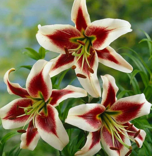 Tree Lily " Beverlys Dream " 1 Bulb