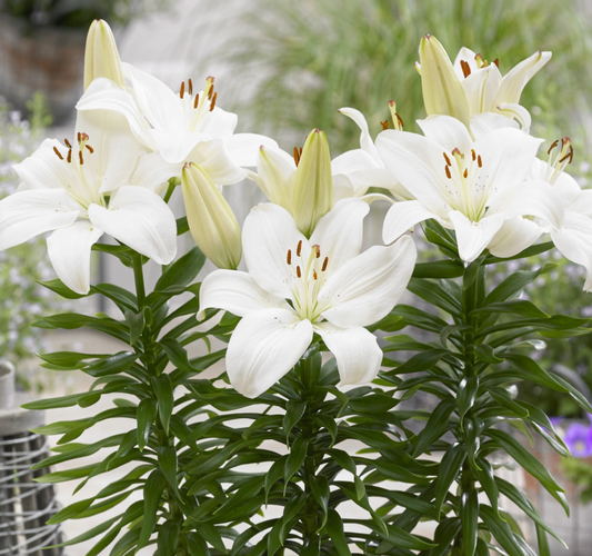 Lilium asiaticum " Gwen " 1 Bulb