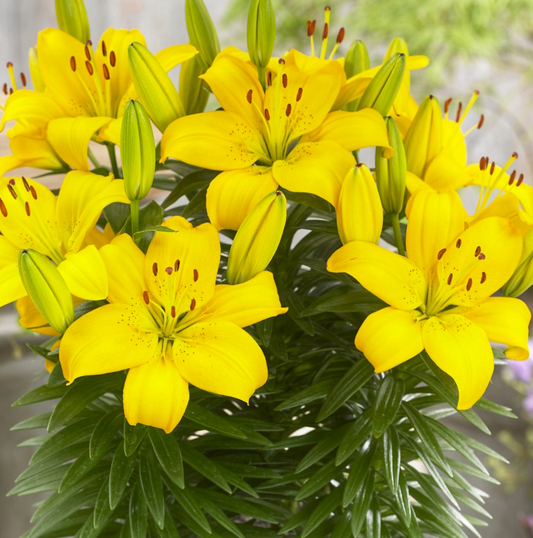 Lilium asiaticum " Iise " 1 Bulb (Copy)
