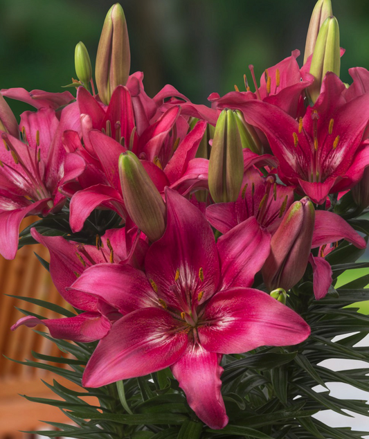 Lilium asiaticum " Trendy Dakota " 1 Bulb