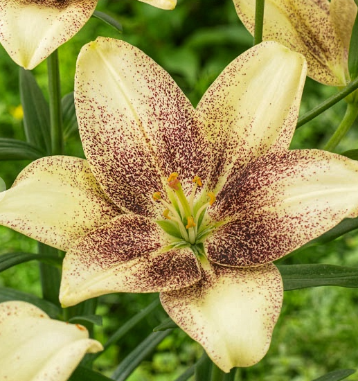Lilium asiaticum " Easy Spot " 1 Bulb
