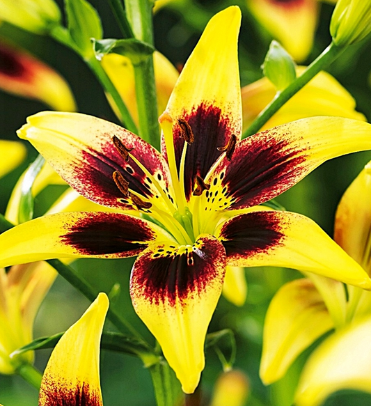 Lilium asiaticum " Pieton " 1 Bulb