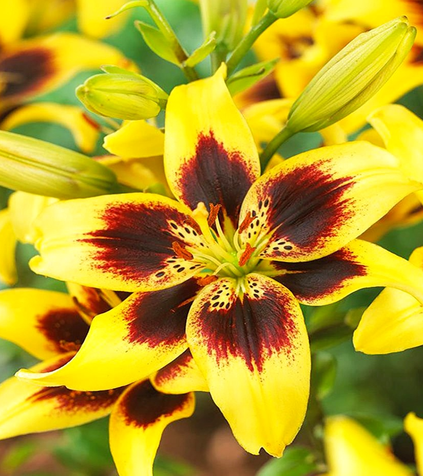 Lilium asiaticum " Pieton " 1 Bulb
