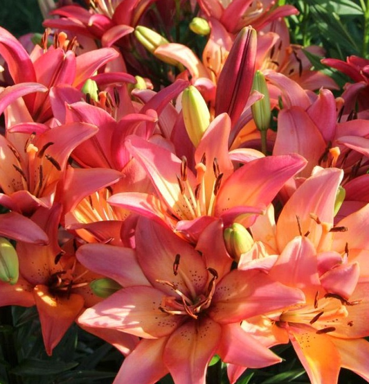 Lilium asiaticum " Tinilco " 1 Bulb