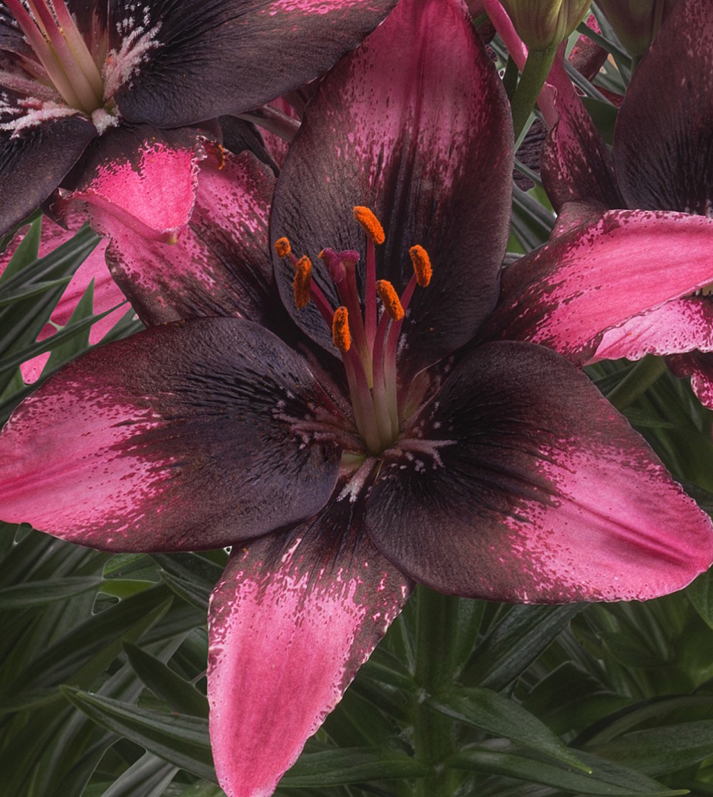 Lilium asiaticum " Trendy Santo Domingo " 1 Bulb