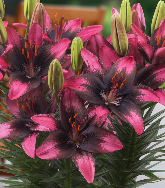 Lilium asiaticum " Trendy Santo Domingo " 1 Bulb