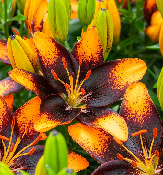 Lilium asiaticum " Trendy Las Palmas " 1 Bulb