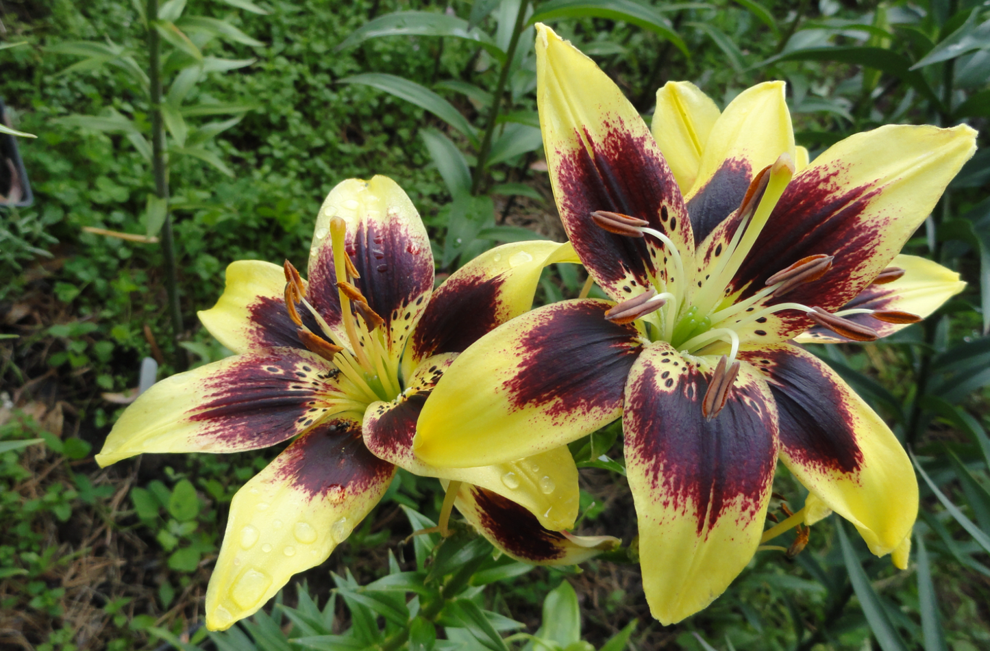 Lilium asiaticum " Easy Dance " 1 Bulb