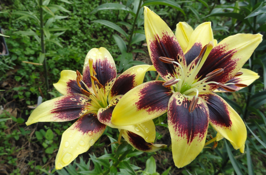 Lilium asiaticum " Easy Dance " 1 Bulb