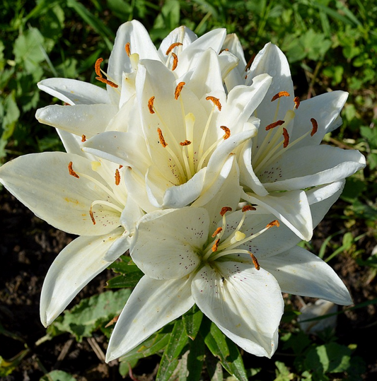 Lilium asiaticum " Іnuvik " 1 Bulb