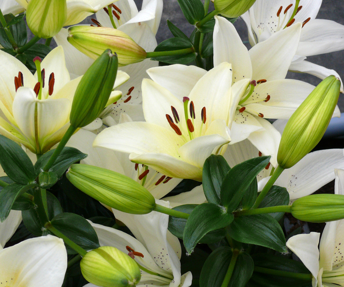 Lilium asiaticum " Іnuvik " 1 Bulb