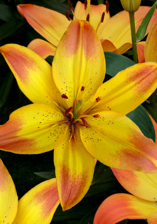 Lilium asiaticum " Happy Memories " 1 Bulb