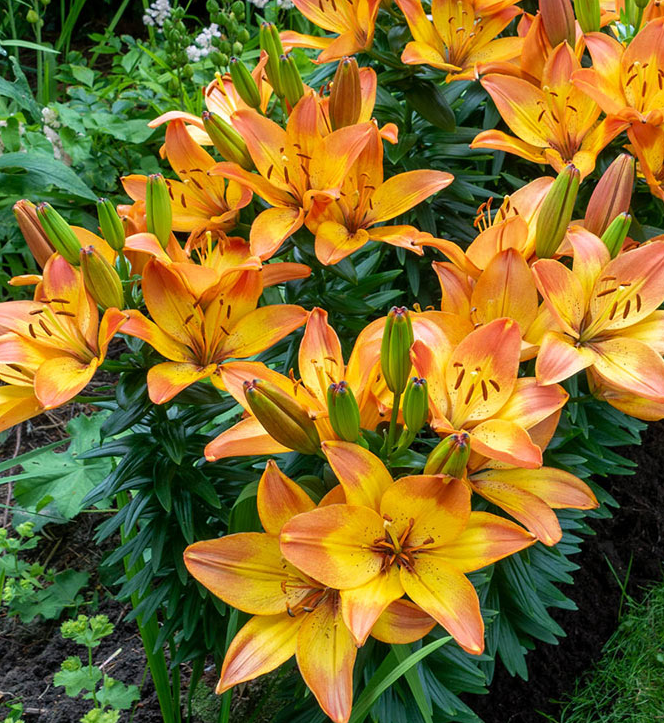 Lilium asiaticum " Happy Memories " 1 Bulb