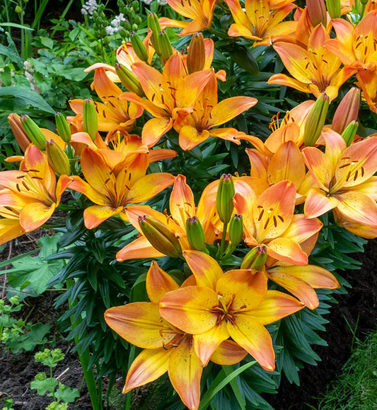 Lilium asiaticum " Happy Memories " 1 Bulb