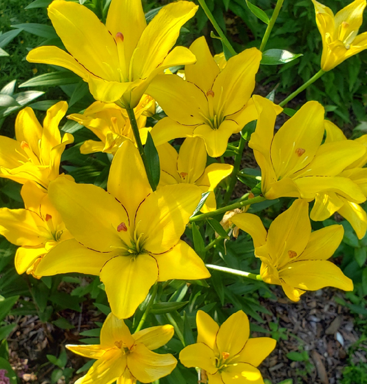 Lilium asiaticum " Yellow Cocotte " 1 Bulb