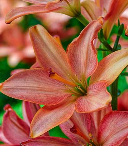 Lilium asiaticum " Little Kiss " 1 Bulb