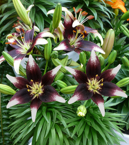 Lilium asiaticum " Netty's Pride " 1 Bulb