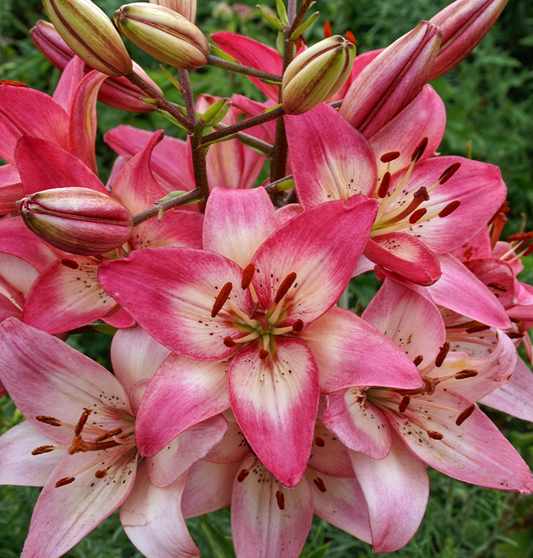 Lilium asiaticum " Rosella's Dream " 1 Bulb