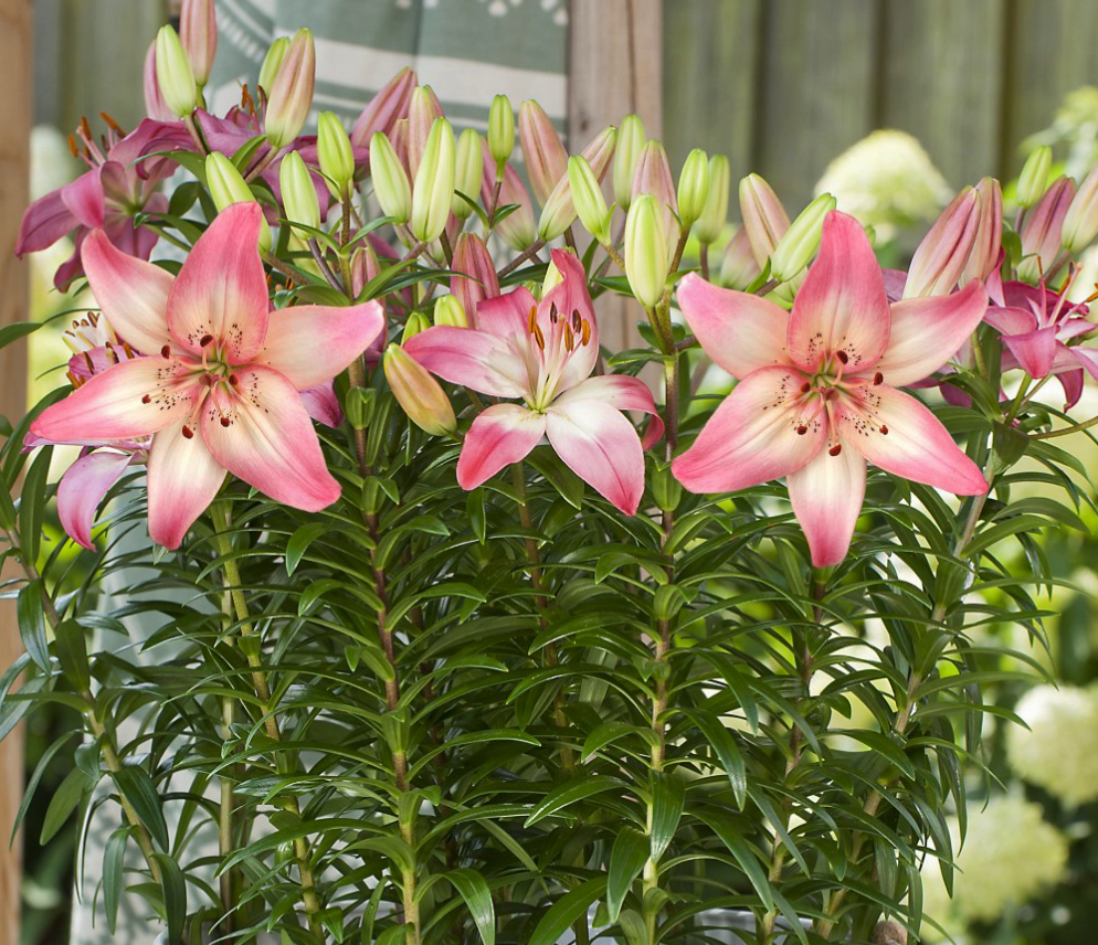 Lilium asiaticum " Rosella's Dream " 1 Bulb