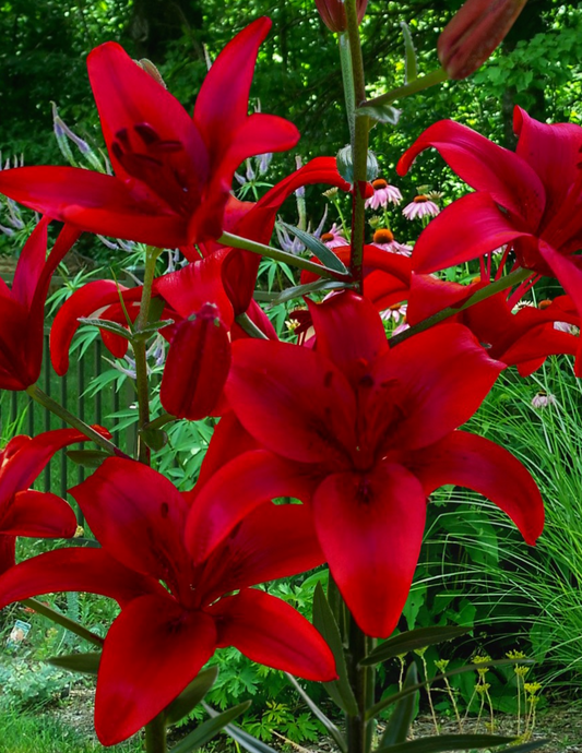 Lilium asiaticum " Red County " 1 Bulb