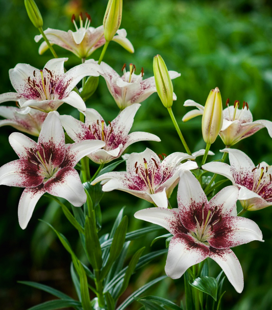 Lilium asiaticum " Tribal Kiss " 1 Bulb