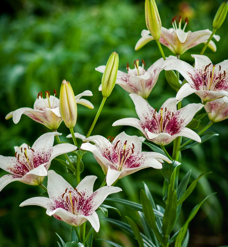 Lilium asiaticum " Tribal Kiss " 1 Bulb
