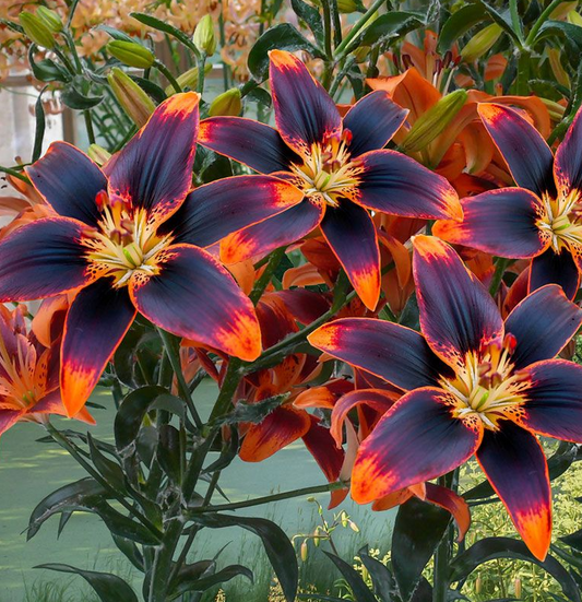 Lilium asiaticum " Forever Susan " 1 Bulb