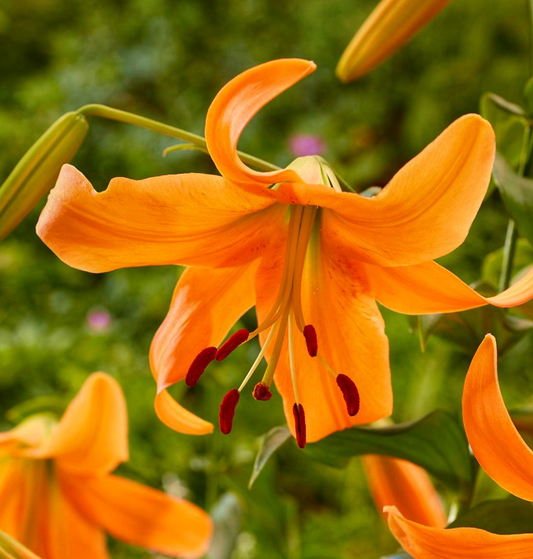 Lilium asiaticum " Pearl Justien " 1 Bulb