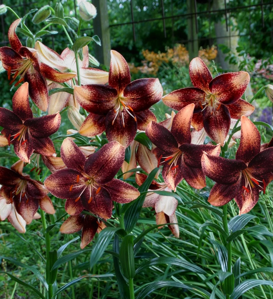 Lilium asiaticum " Chocolate Event " 1 Bulb