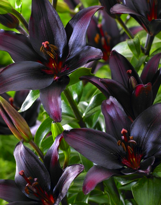 Lilium asiaticum " Blacklist " 1 Bulb