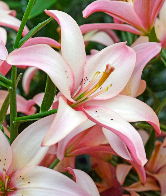 Lilium asiaticum " Easy Waltz " 1 Bulb
