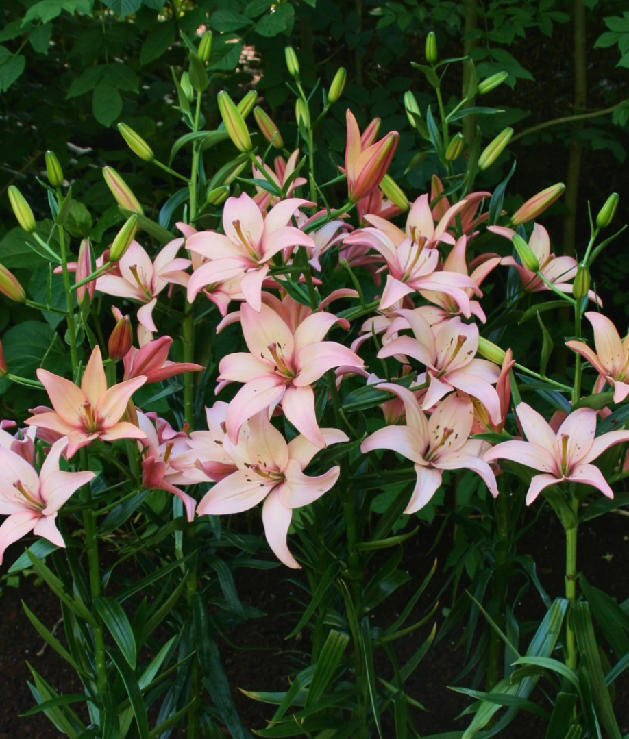 Lilium asiaticum " Easy Waltz " 1 Bulb