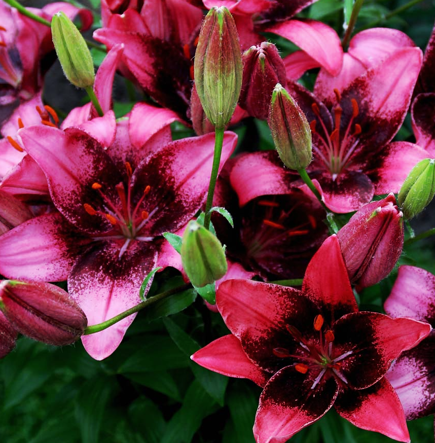 Lilium asiaticum " Purple Dream " 1 Bulb