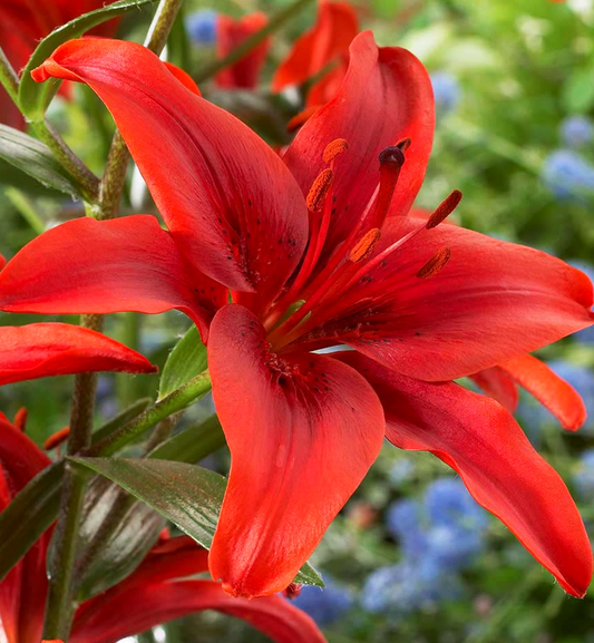 Lilium asiaticum " Red County " 1 Bulb