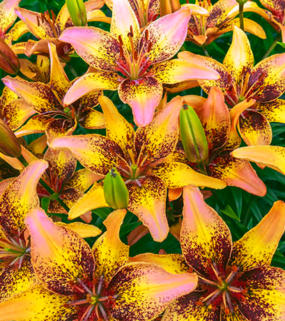 Lilium asiaticum " Tribal Dance " 1 Bulb
