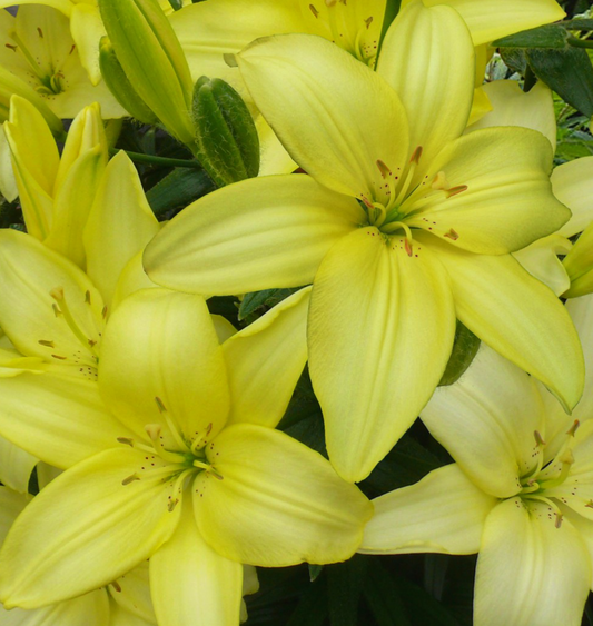 Lilium asiaticum " Easy Vanilla " 1 Bulb