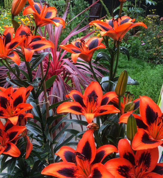 Lilium asiaticum " Twosome " 1 Bulb