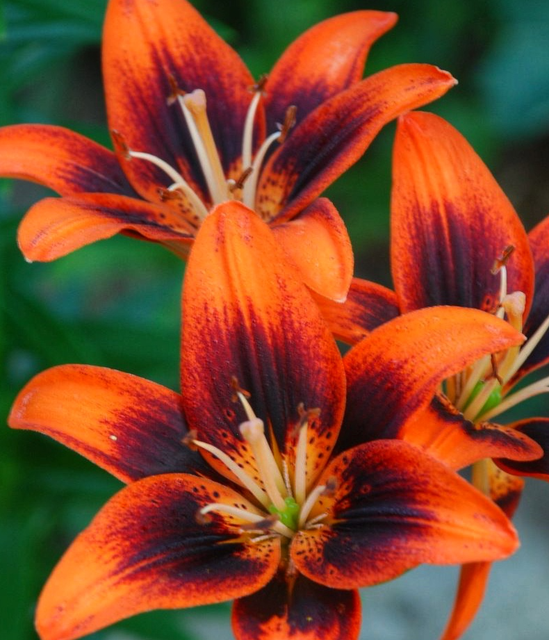 Lilium asiaticum " Twosome " 1 Bulb
