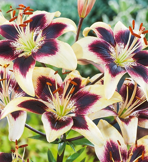 Lilium asiaticum " Patricias Pride " 1 Bulb