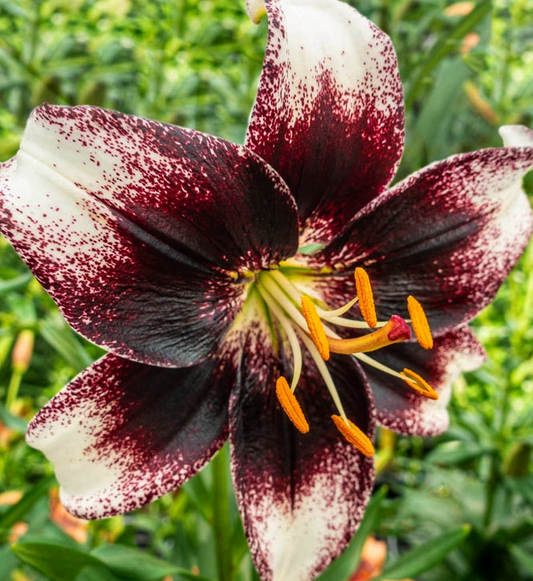 Lilium asiaticum " Stracciatella Event " 1 Bulb