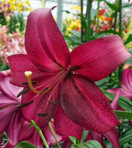 Lilium asiaticum " Purple Marble " 1 Bulb