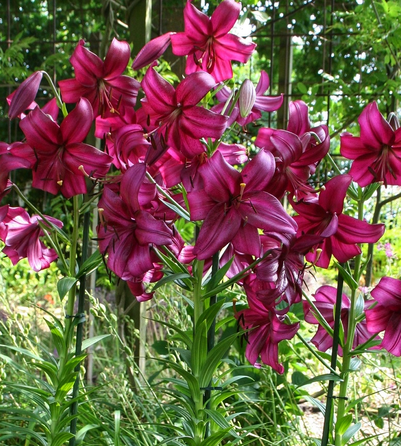 Lilium asiaticum " Purple Marble " 1 Bulb