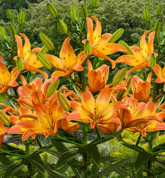 Lilium asiaticum " Easy Fantasy " 1 Bulb