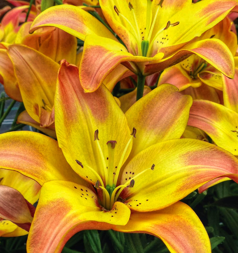 Lilium asiaticum " Easy Fantasy " 1 Bulb