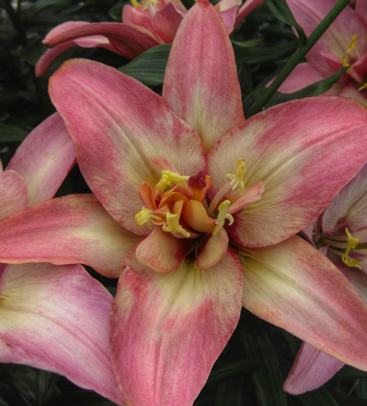 Lilium asiaticum " Double Trouble " 1 Bulb