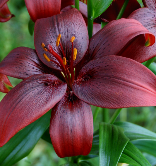 Lilium asiaticum " Royal Kiss " 1 Bulb