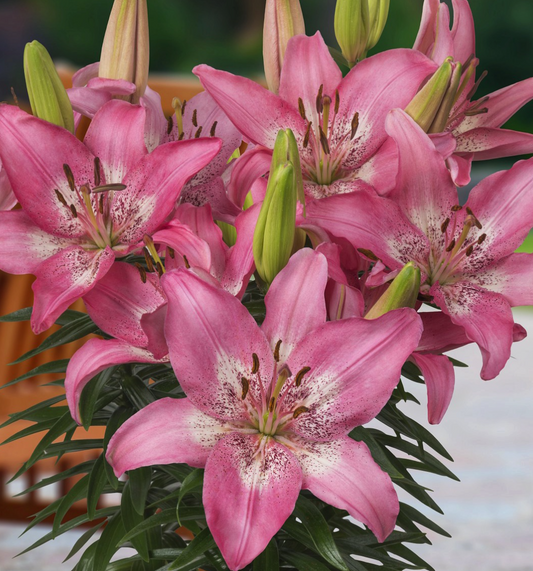 Lilium asiaticum " Trendy Nicosia " 1 Bulb