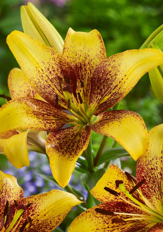 Lilium asiaticum " Golden Stone " 1 Bulb